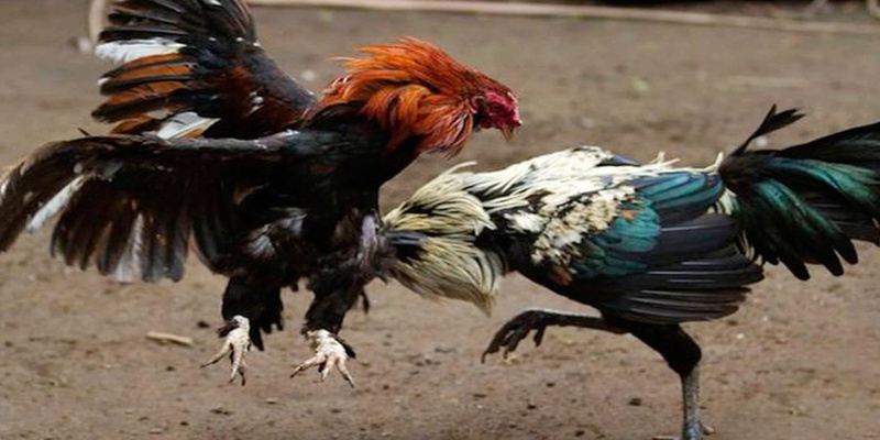 Giao diện trải nghiệm đỉnh