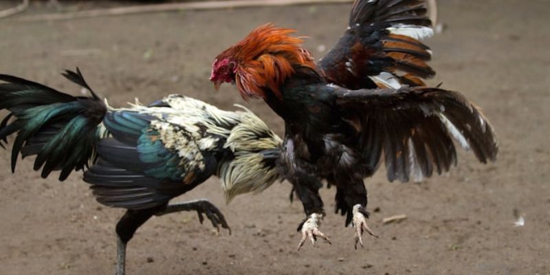 Kỹ thuật đá gà siêu đỉnh