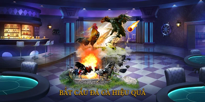 Bắt cầu đá gà hiệu quả
