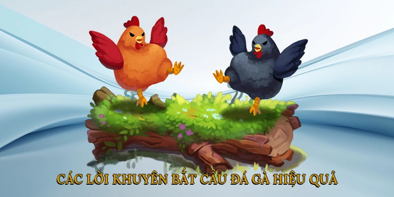 Các Lời Khuyên Bắt Cầu Đá Gà Hiệu Quả