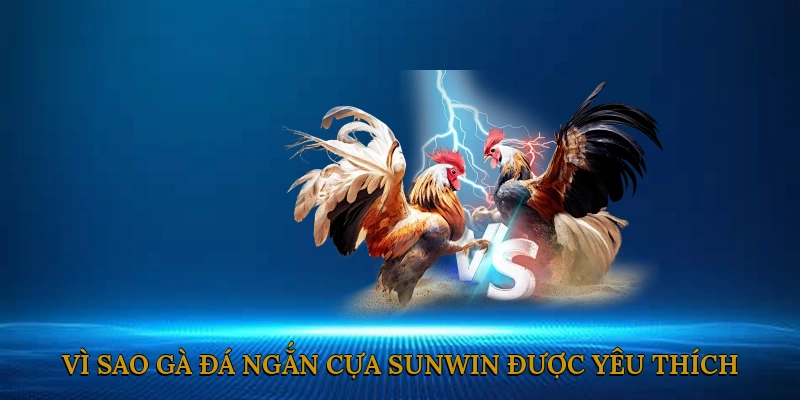 Vì sao gà đá ngắn cựa SUNWIN lại được yêu thích